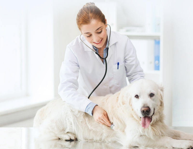 Designed for Pets at High Risk of Oxygen Deficiency