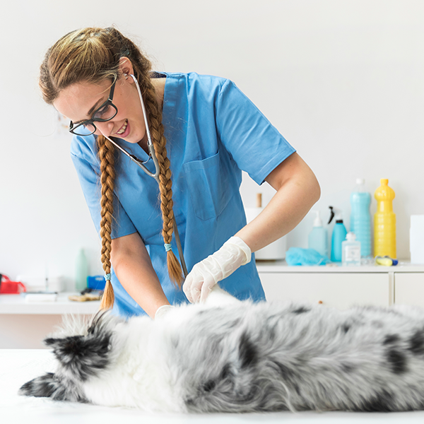 Veterinary Equipment in Professional Setting