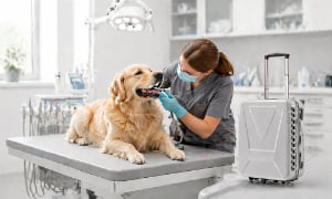 portable veterinary dental unit